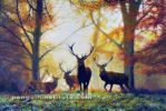 اثر نقاشی اوریجینال منظره طبیعت؛ سبک 'رئالیسم _ ناتورالیسم'؛ تکنیک 'رنگ روغن'؛ ابعاد '60 * 90' سانتیمتر؛ با نام گوزنها در پائیز
 //// Original nature landscape painting, movement 'realism - naturalism' ,technique 'Oil Painting' ,size '60 * 90' cm, named 'Deers in the Autumn'